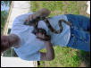 greyrat