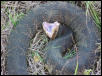 cottonmouth