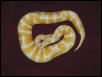 Albino Ball