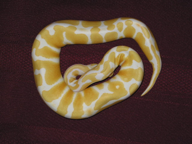 Albino Ball