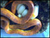 Sunglow First 2003 clutch