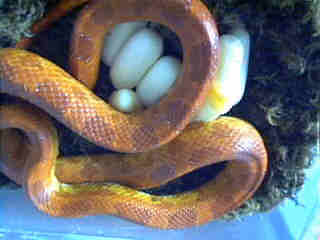 Sunglow First 2003 clutch