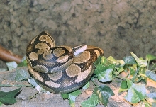 Mortischia before eating