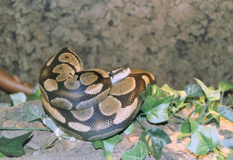 Mortischia before eating