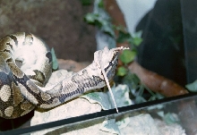 Mortischia eating