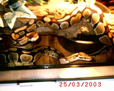 My Snakes