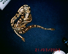 My two python regius1