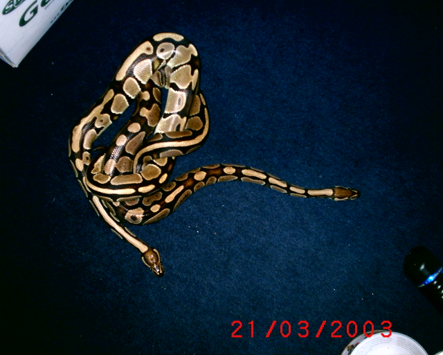 My two python regius1