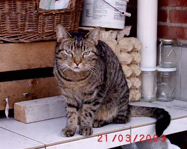 My cat Silvester