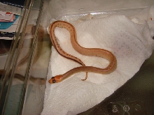 Near patternless woma python