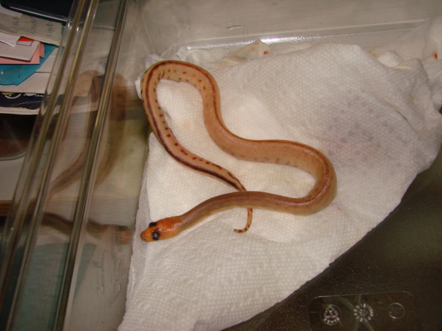 Near patternless woma python