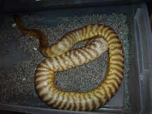 twisted 1