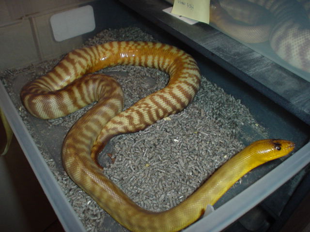 twisted 2