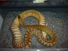 twisted 3