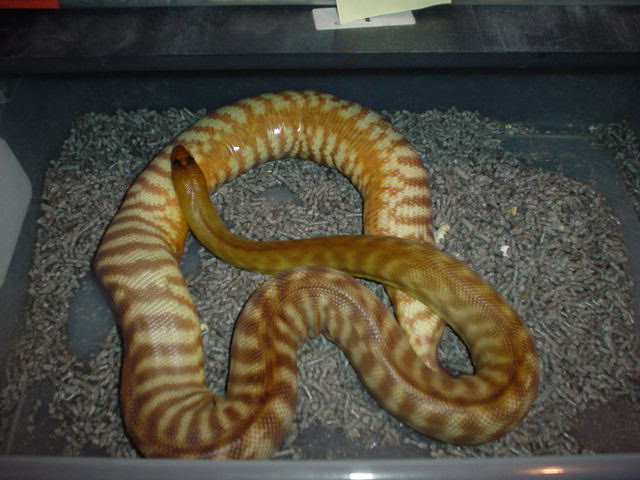 twisted 3