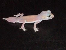 levis occidentalis