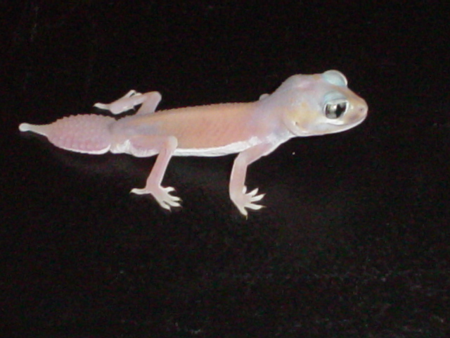 levis occidentalis