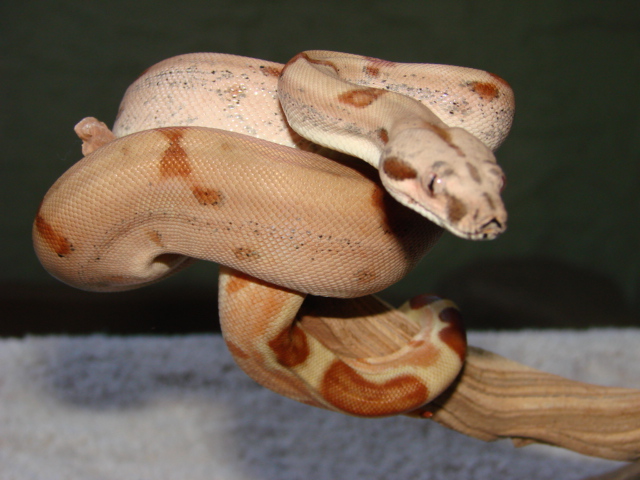 EBV hypo red group female1