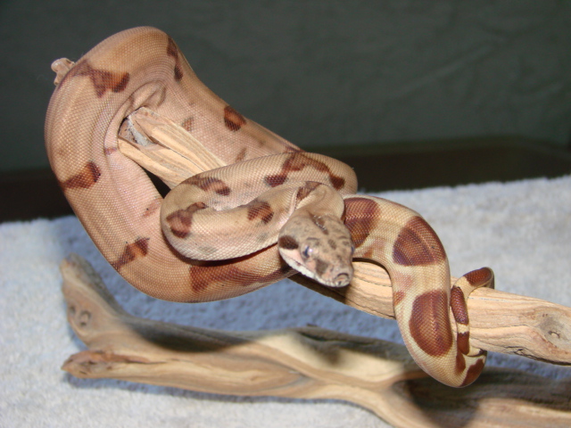 EBV hypo red group female2 in shed