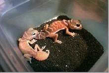hypo knobtail gecko