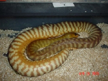 woma