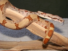 EBV hypo red group male