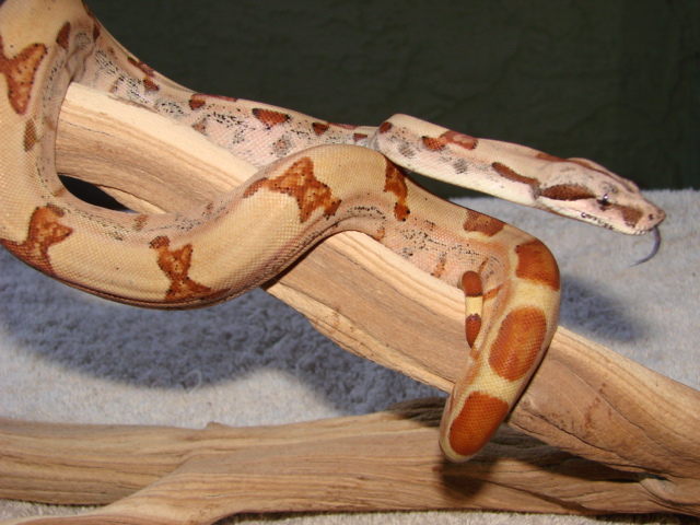 EBV hypo red group male