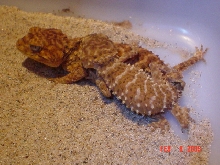 rough (knobtail) love