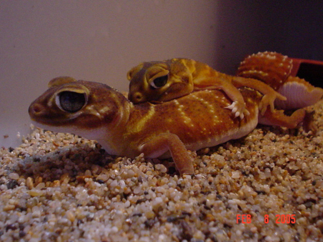 smooth (knobtail) love