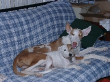 Buddies