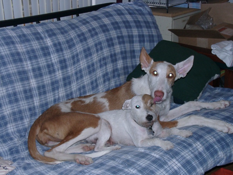 Buddies