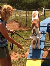 First Agility