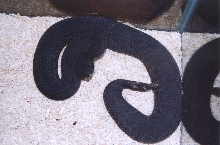 melanistic atrox