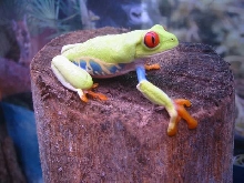 red eye tree frogs