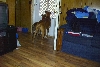 Both Boxers