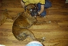 Macie