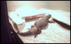 punch the egyptian uromastyx
