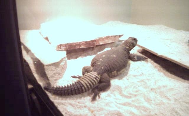 punch the egyptian uromastyx