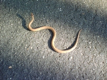 What is this NY Snake?