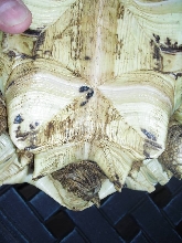 LeopardPlastron