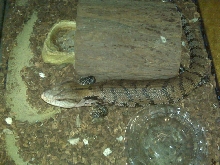What species BTS?