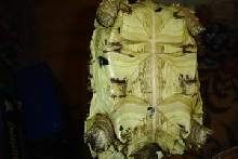 Leopard Tort