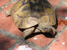 Mertle - front