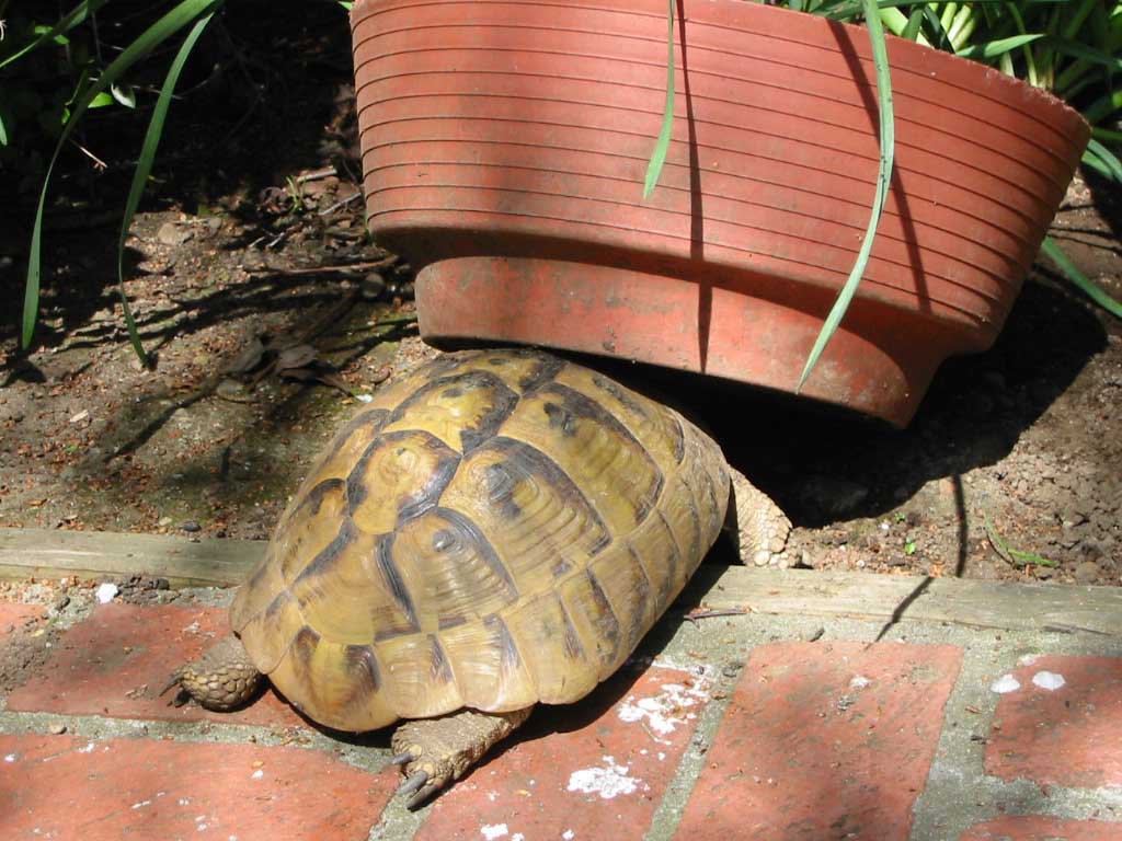 Mertle - back