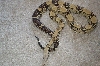 Anery male breeder