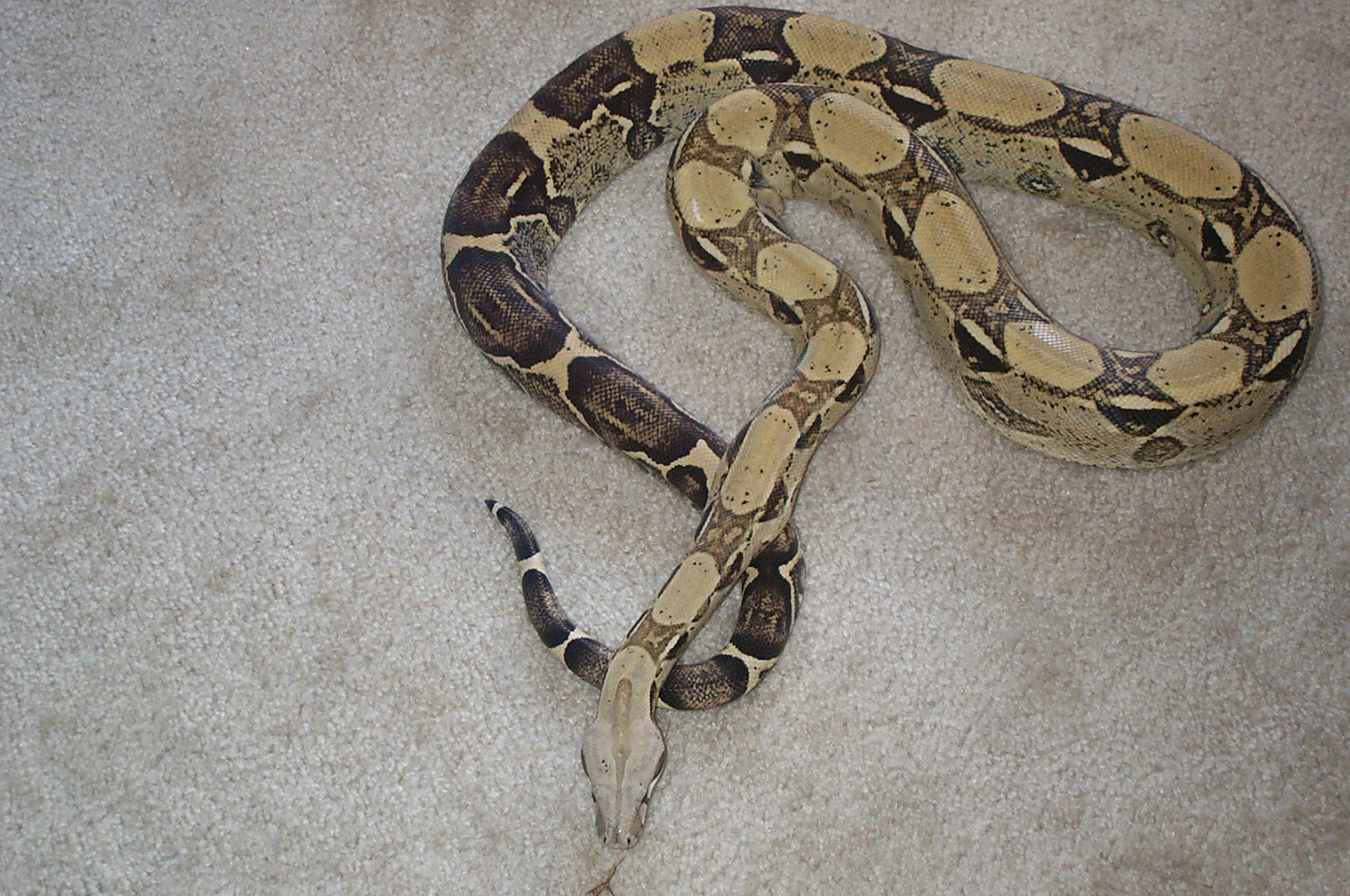Anery male breeder