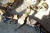Anery male breeder