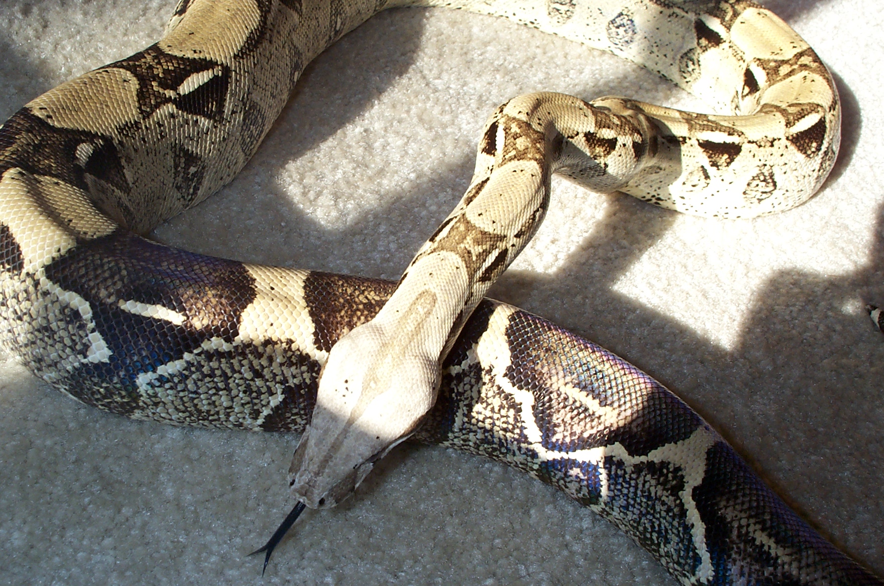 Anery male breeder