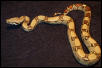 HetAneryFemale3