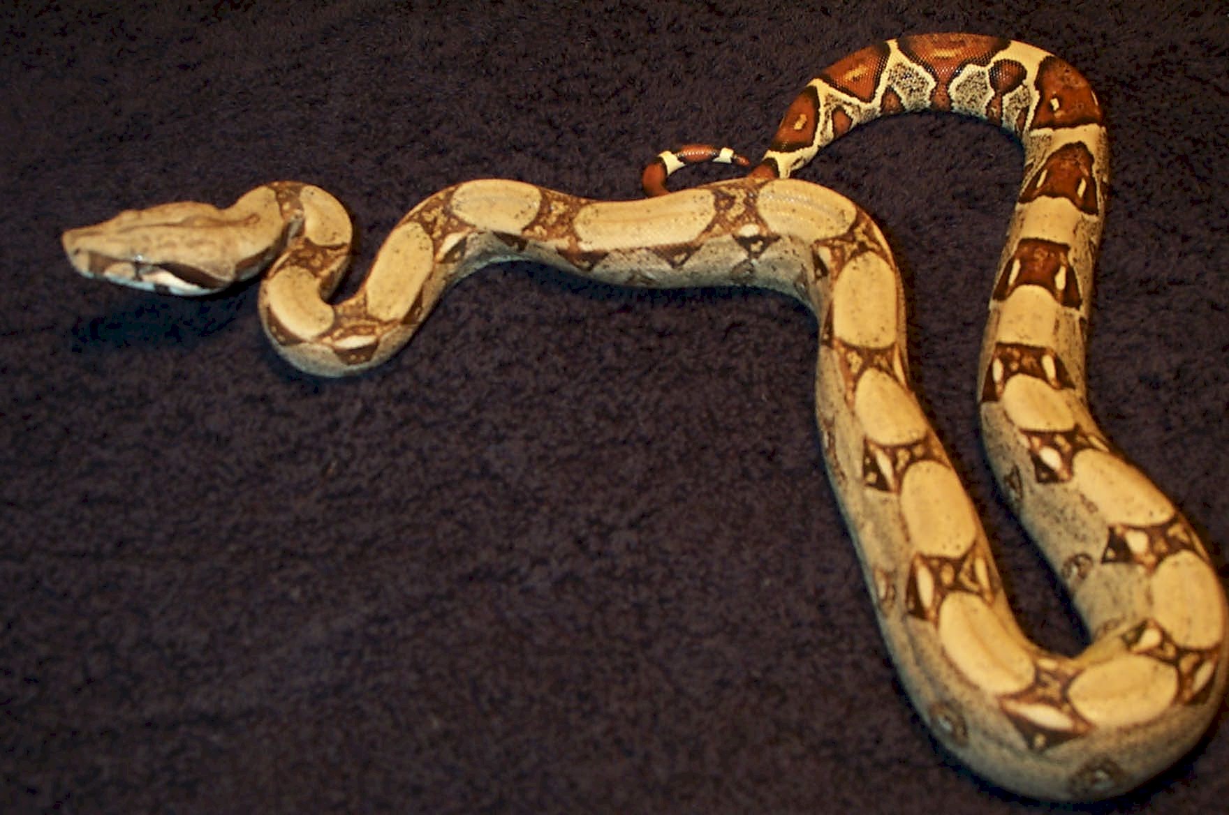 HetAneryFemale3